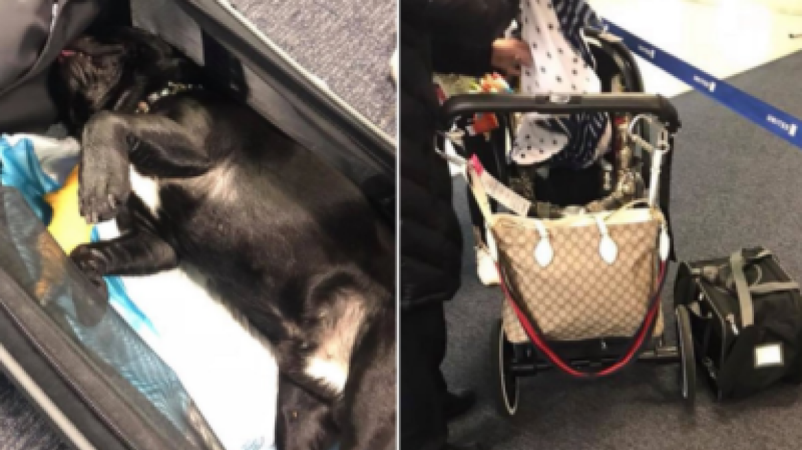 Μπελάδες ξανά για την United Airlines: Σκύλος πέθανε σε πτήση γιατί τον έβαλαν σε ντουλαπάκι αποσκευών
