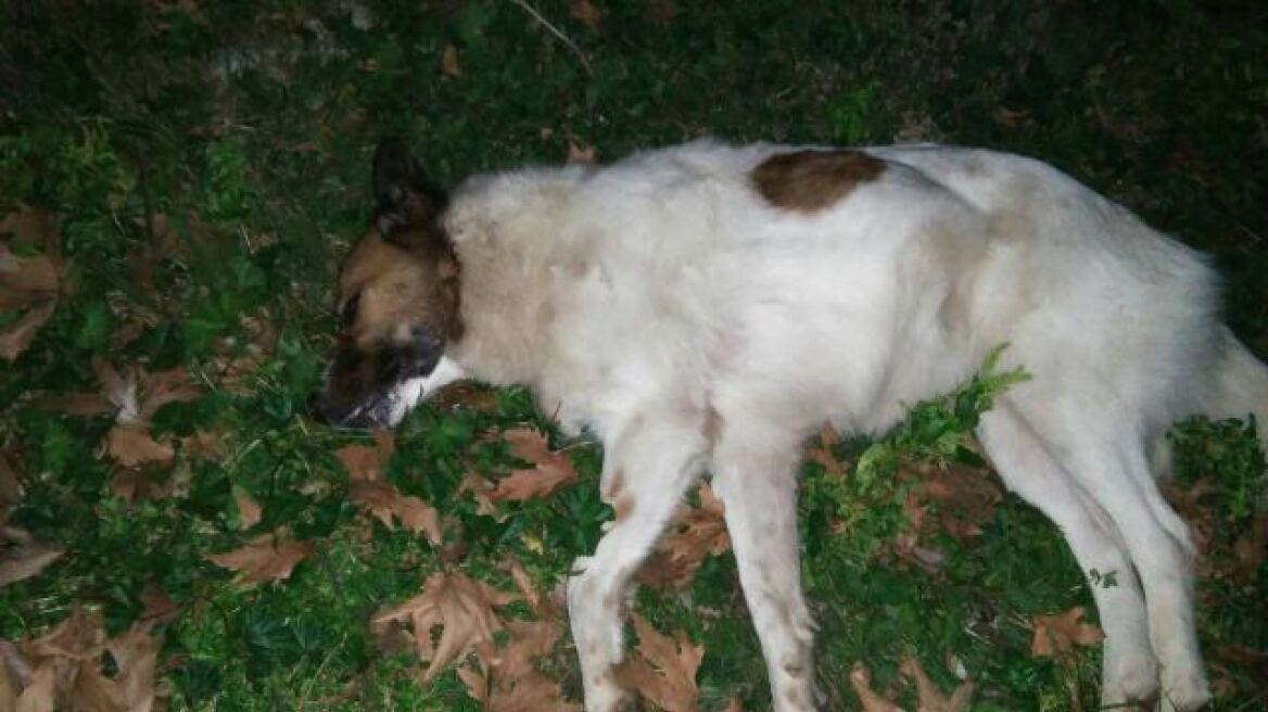 Μαρίνι Στυλίδος: Σκότωσαν σκύλους με φόλα - Επικηρύσσει ο Γκλέτσος