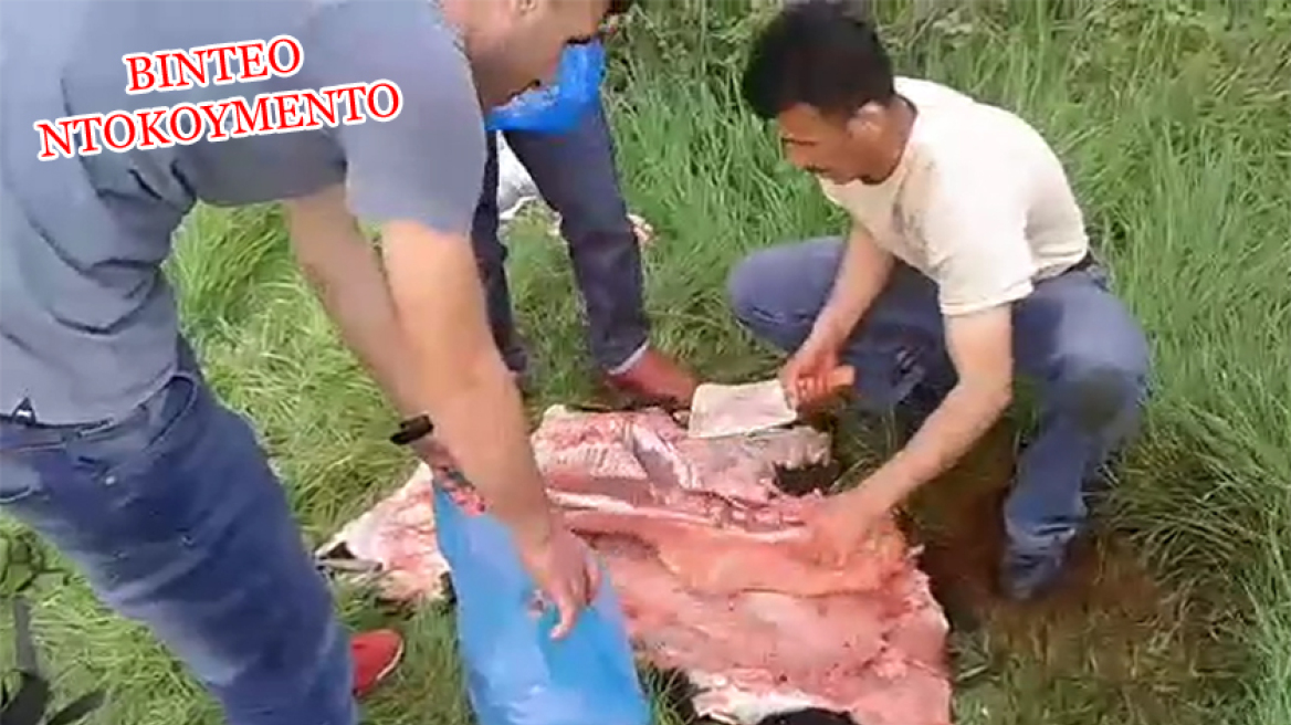 Βίντεο: Κτηνοτρόφος στη Λέσβο πιάνει στα «πράσα» μετανάστες να σφάζουν τα ζώα του