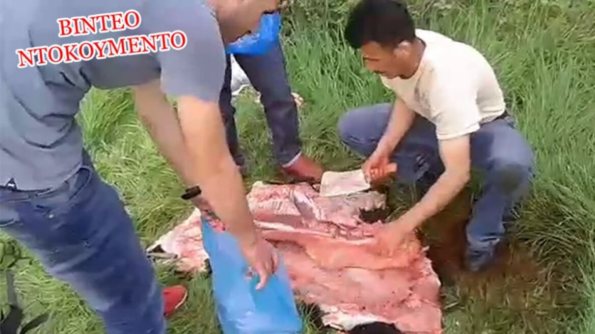 Greek farmer records immigrants slaughtering livestock in front of him! (video)