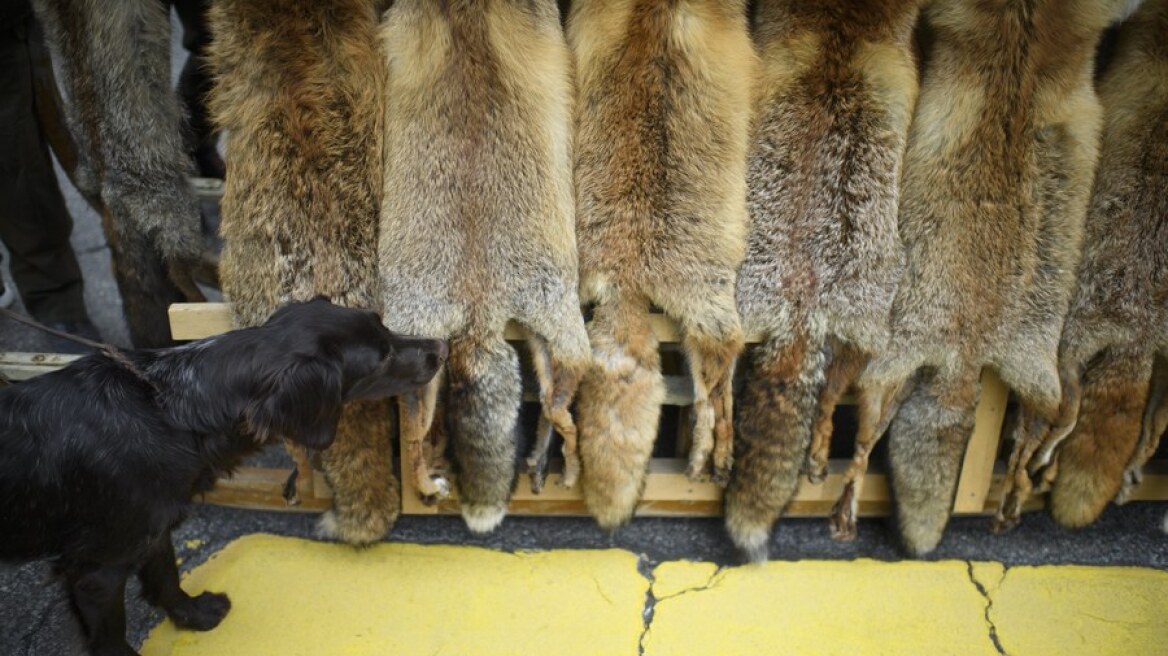 Το Σαν Φρανσίσκο απαγορεύει τη γούνα από την 1η Ιανουαρίου 2019
