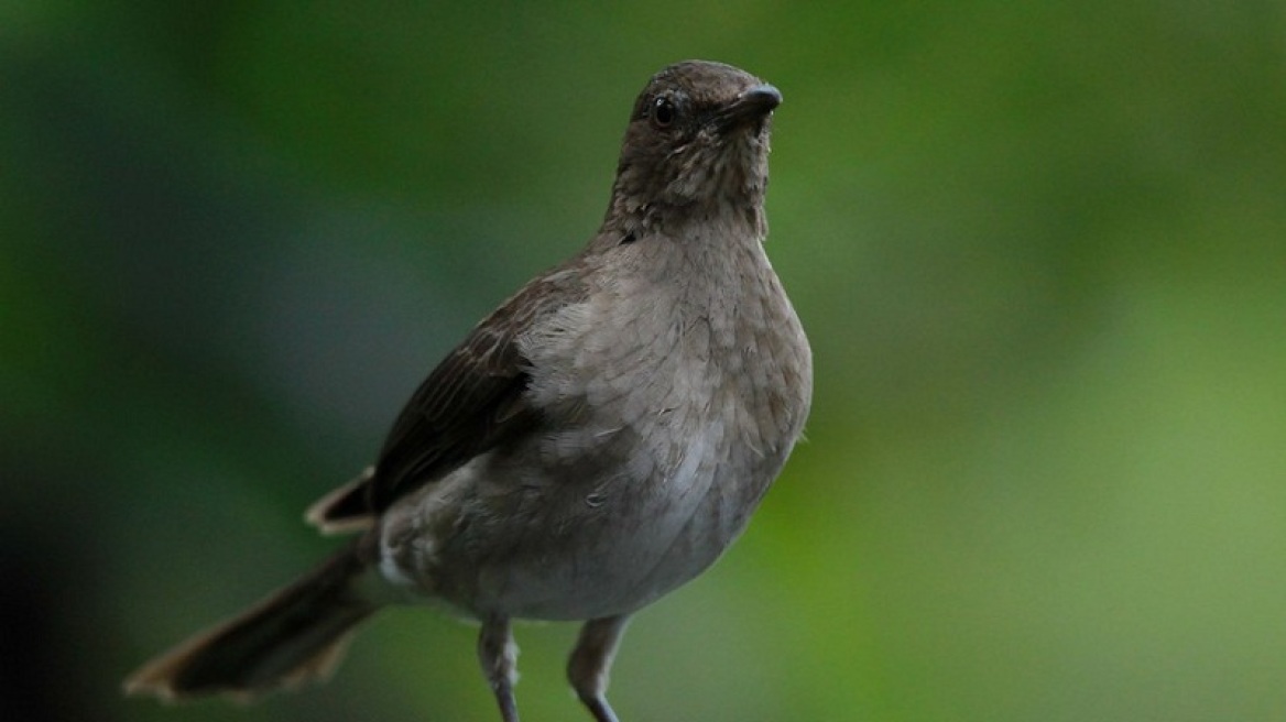 Γαλλία: Ο πληθυσμός των πτηνών καταστρέφεται λόγω των φυτοφαρμάκων