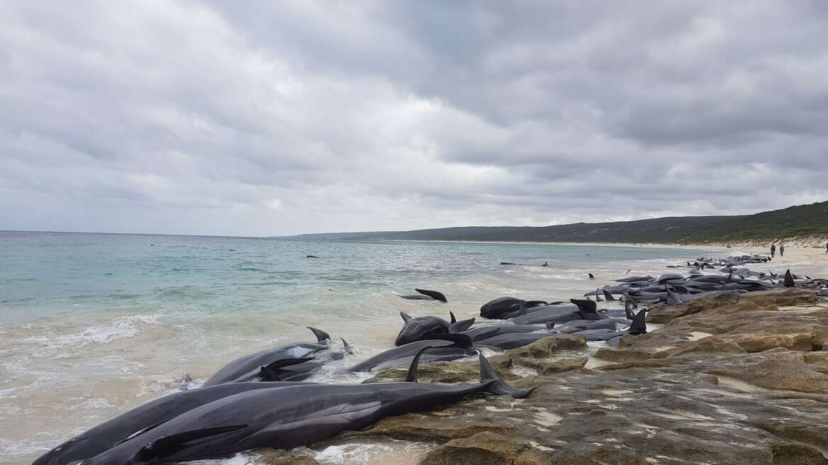 Θλίψη για τις 130 φάλαινες που εγκλωβίστηκαν και πέθαναν σε ακτή της Αυστραλίας