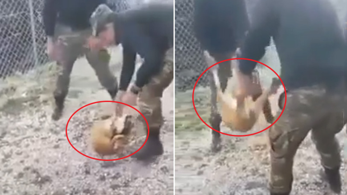 Βίντεο-σοκ: Βάρβαρη κακοποίηση σκύλου από φαντάρους στην Κόνιτσα 