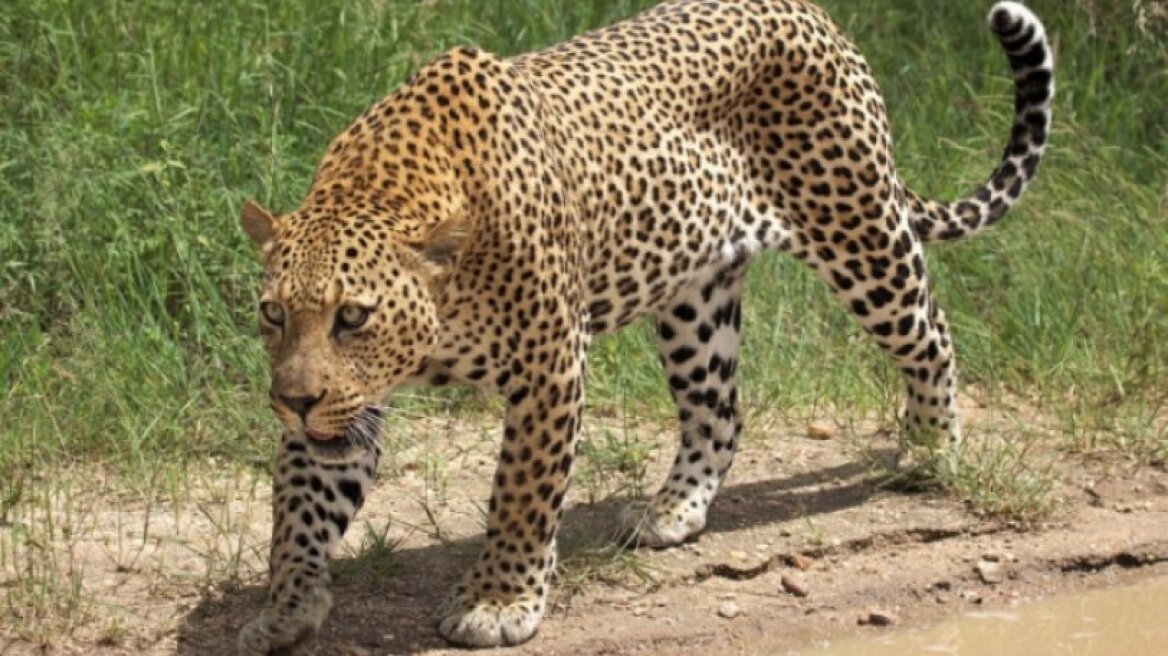1200px-african_leopard_panthera_pardus