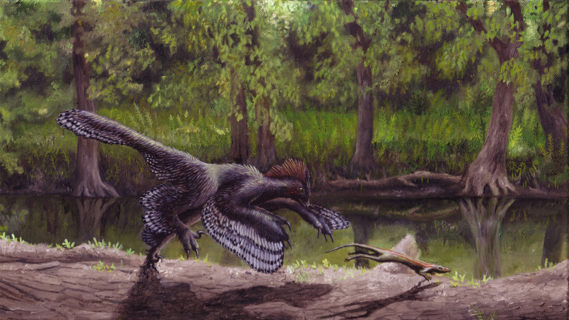 anchiornis