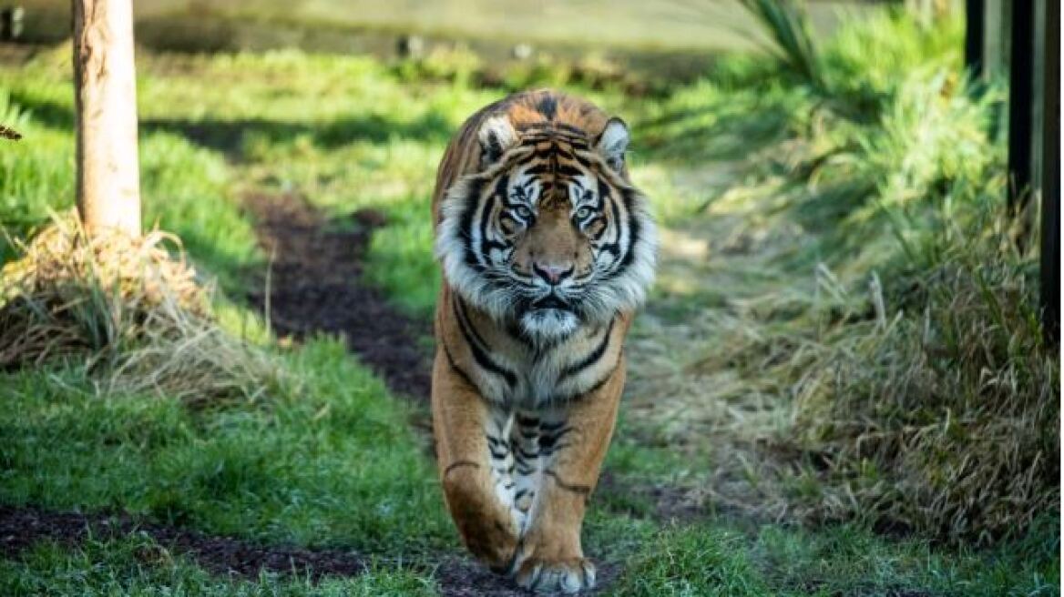 tigris-asim-ena