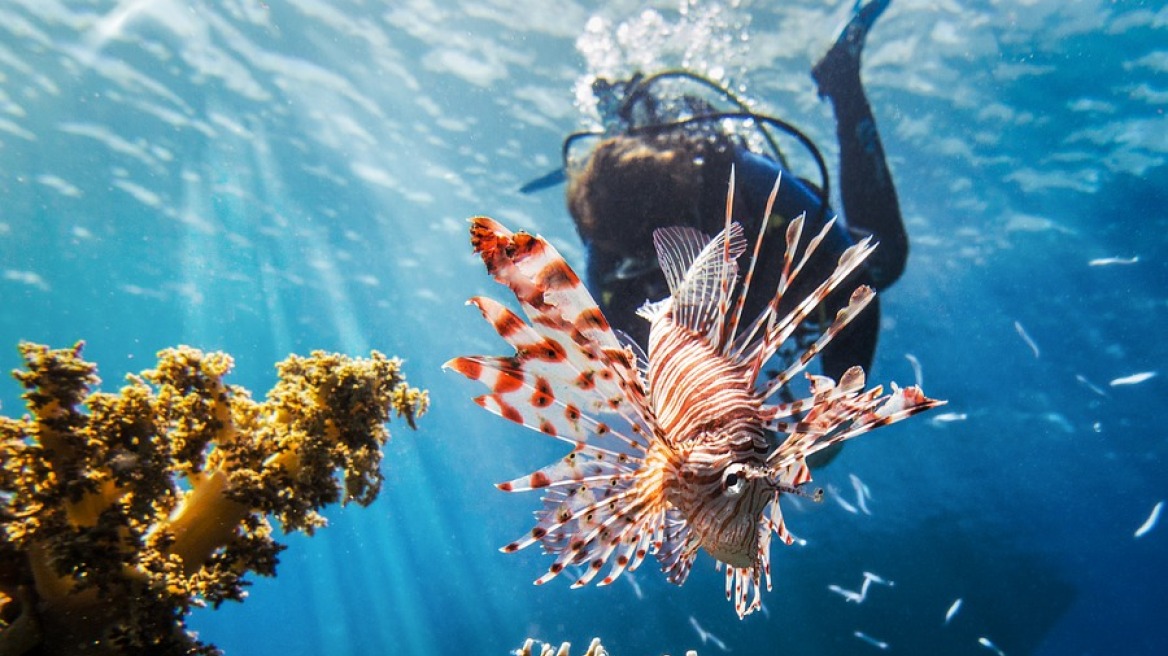 lionfish