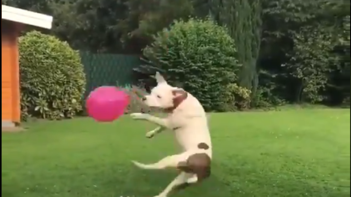 dogs_baloon