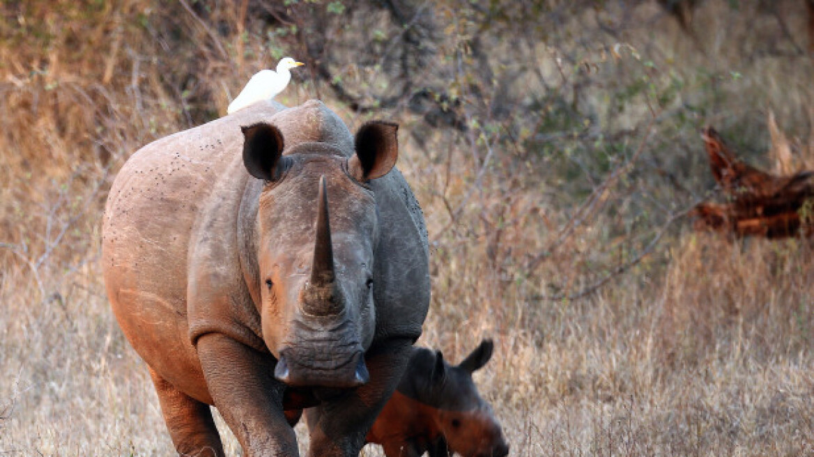 white-rhino-