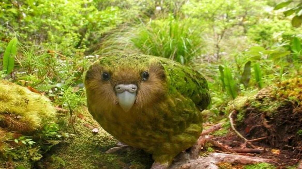 kakapo-ekso