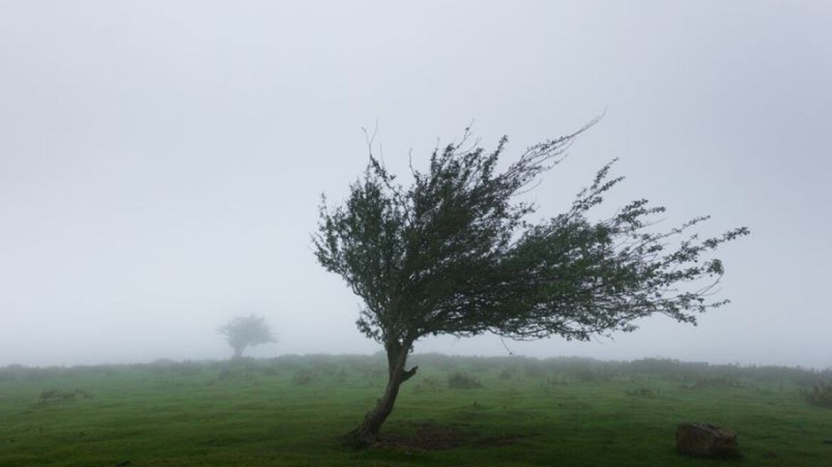 wind-tree