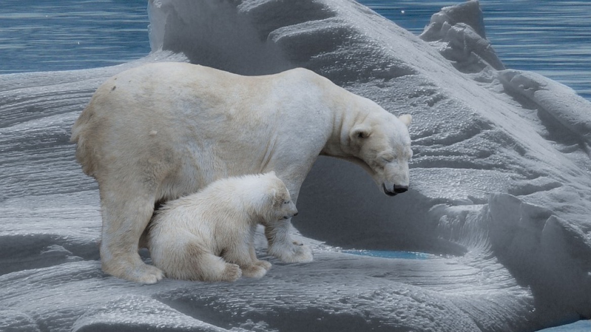 klimatiki-allagi-polar-bear