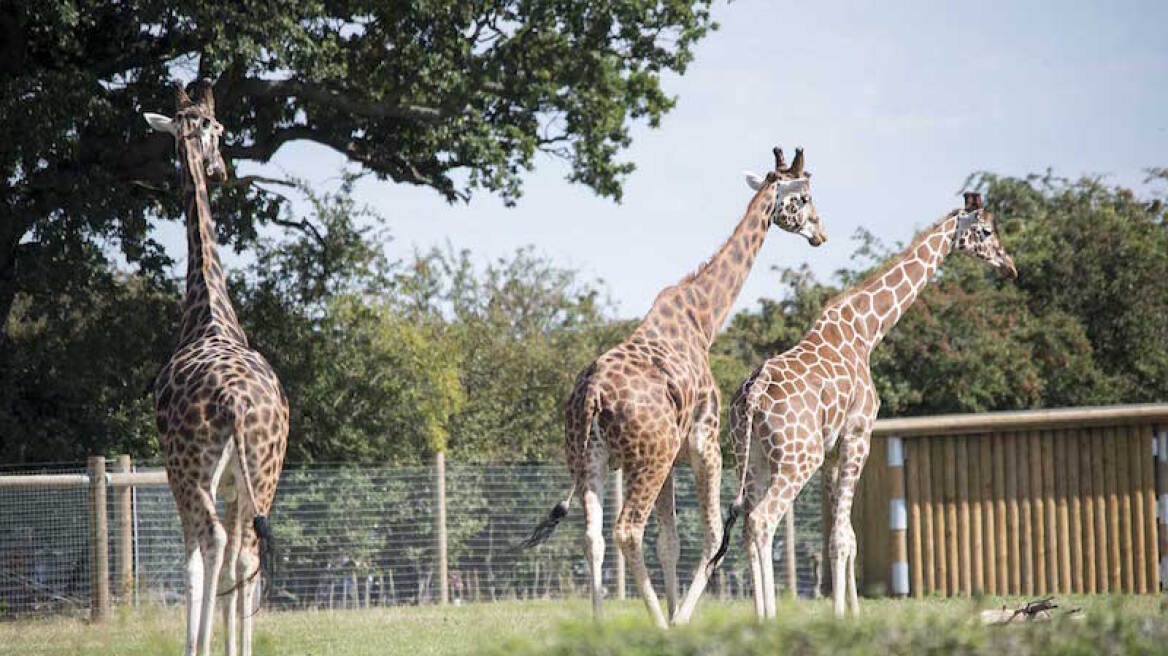 giraffes_at_zoo12
