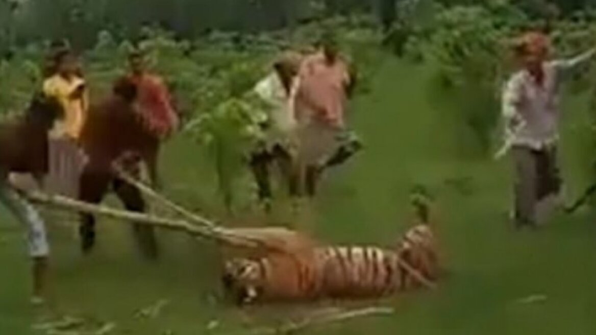 tigris_india