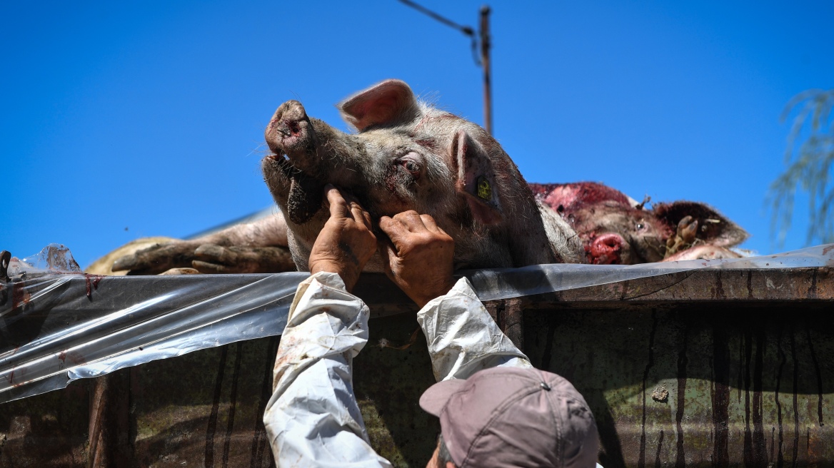pigs_african_fever