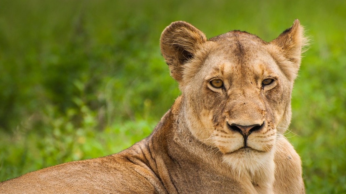 lioness-zoo-ena