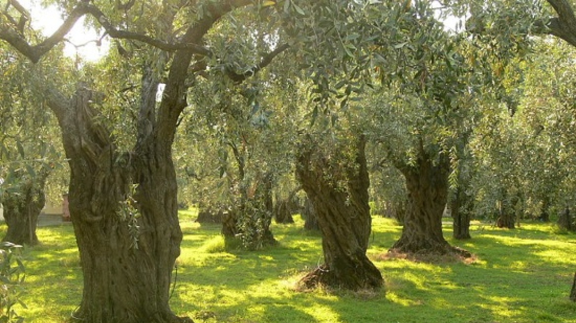 800px_Olive_trees_on_Thassos_Olive_oil_tasting_seminar_in_Crete_educates_professionals2