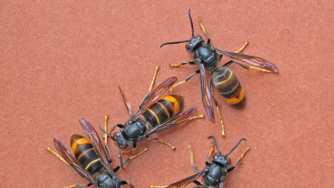 asian-hornets