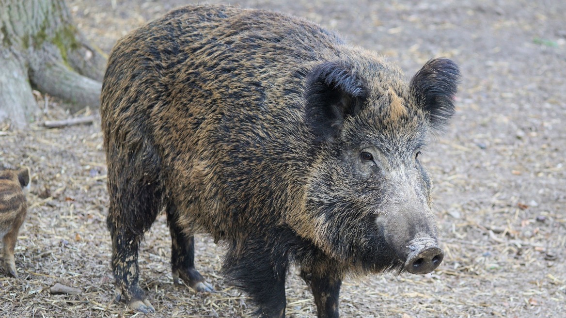 boar-italy