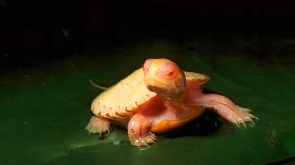 albino-turtles