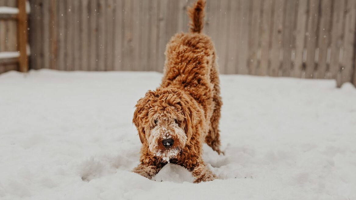dog-snow-1280x720