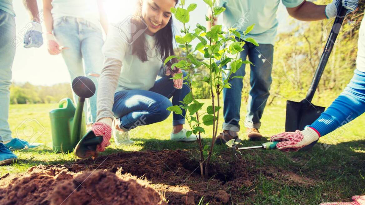 98668488-group-of-volunteers-hands-planting-tree-in-park