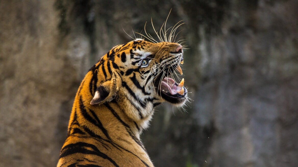 tiger-animal