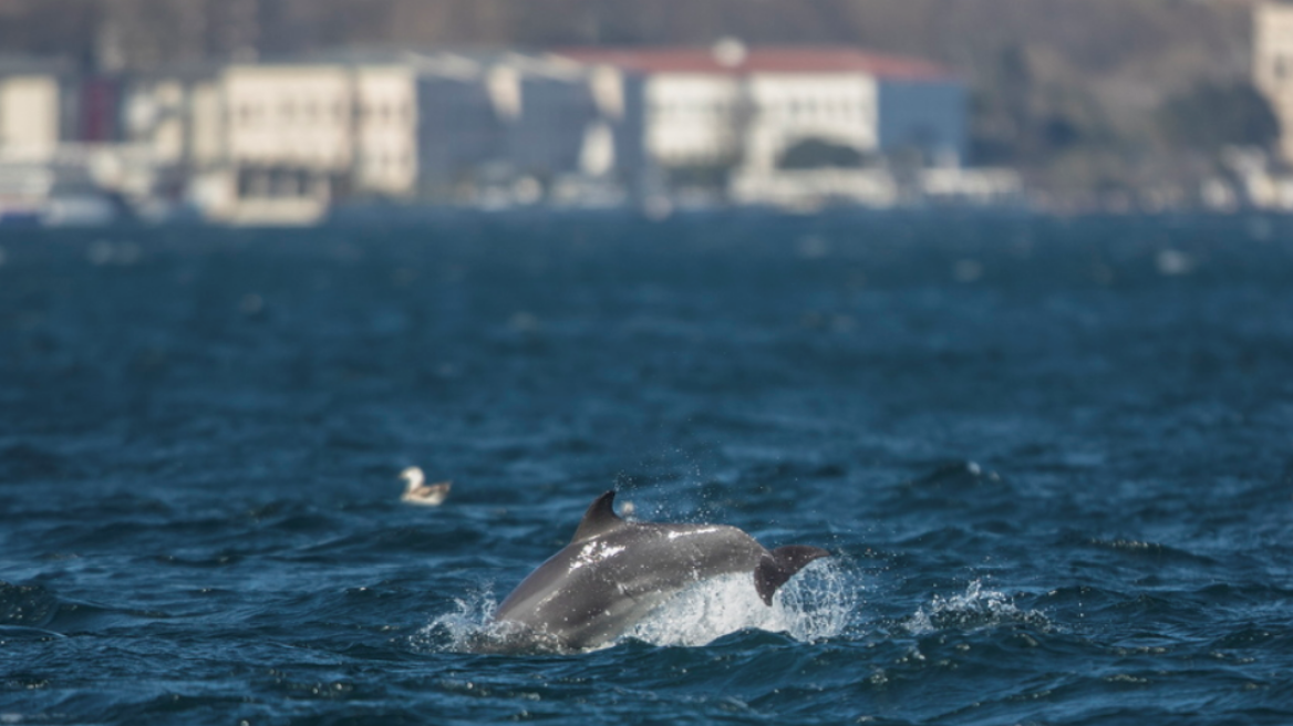 dolphins-bosphrus