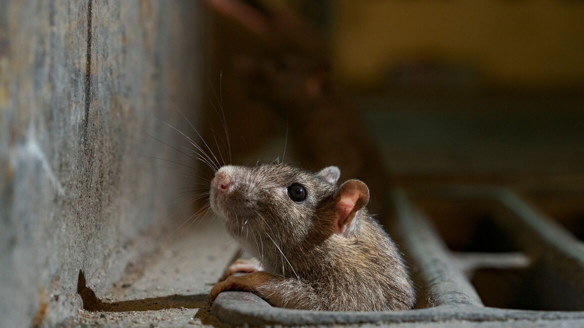 sydney_rats