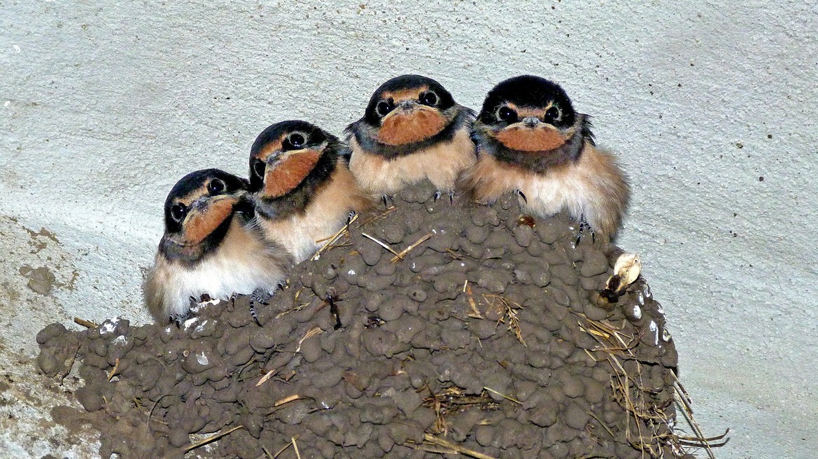 swallow-nest
