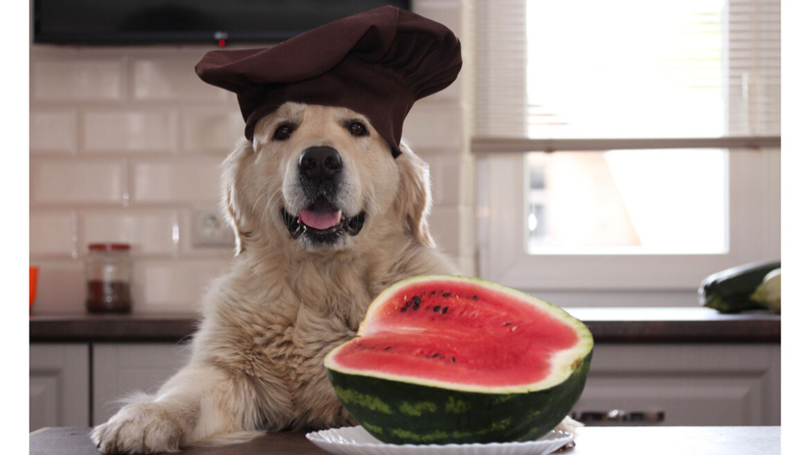 200715140225_dogwatermelon