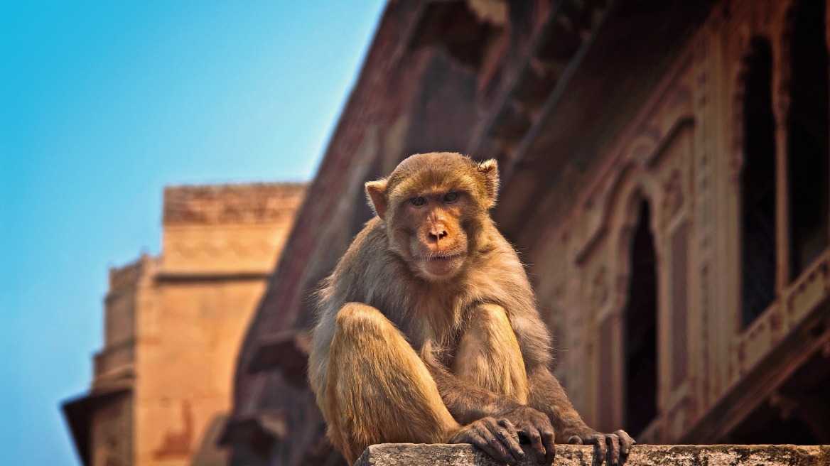 monkey_india