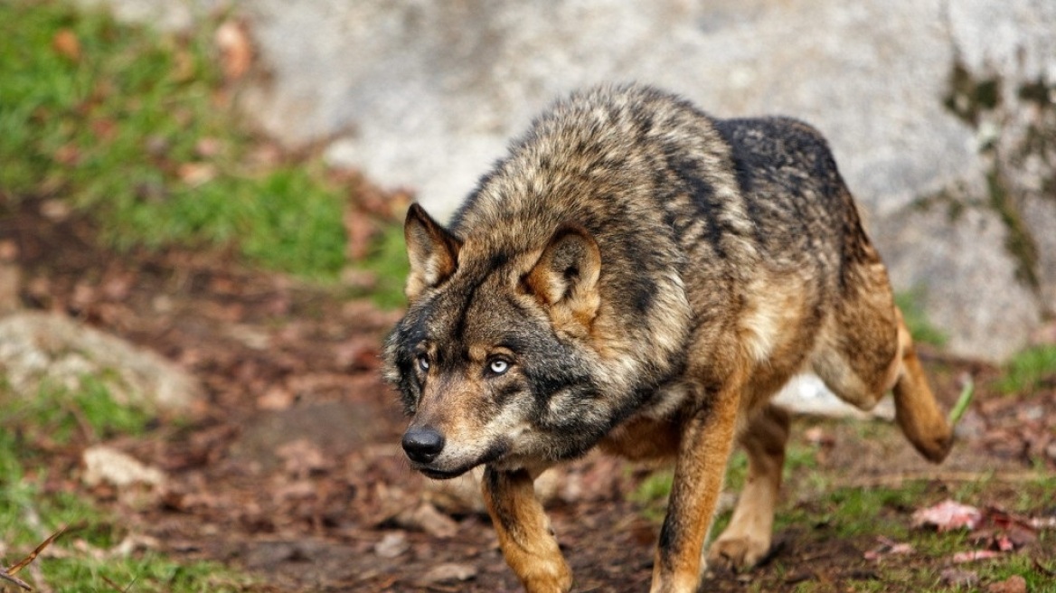 Wolf-of-Paris-Iberian-wolf-1024x720-1