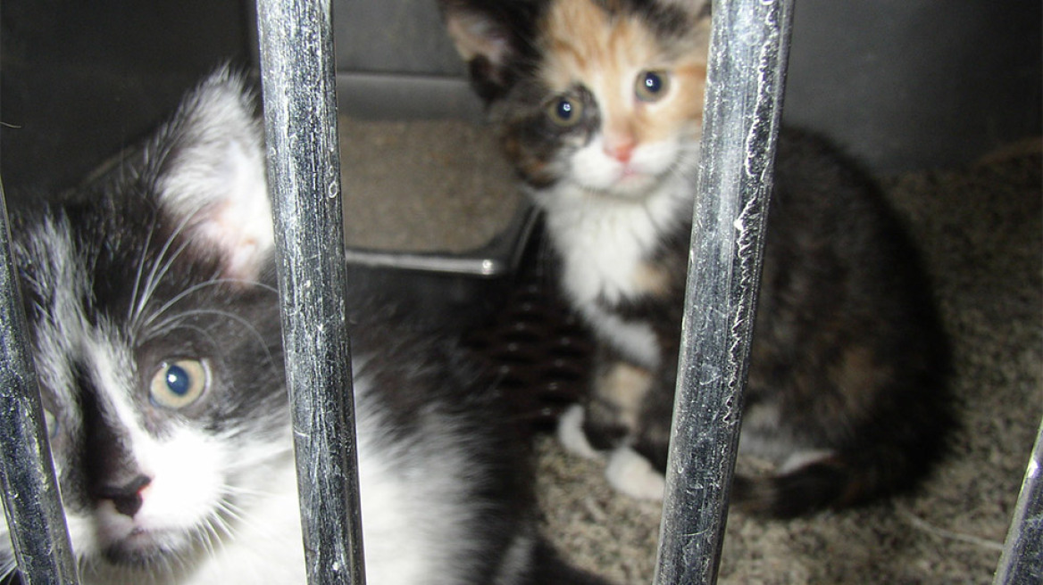 kittens-at-shelter_mini