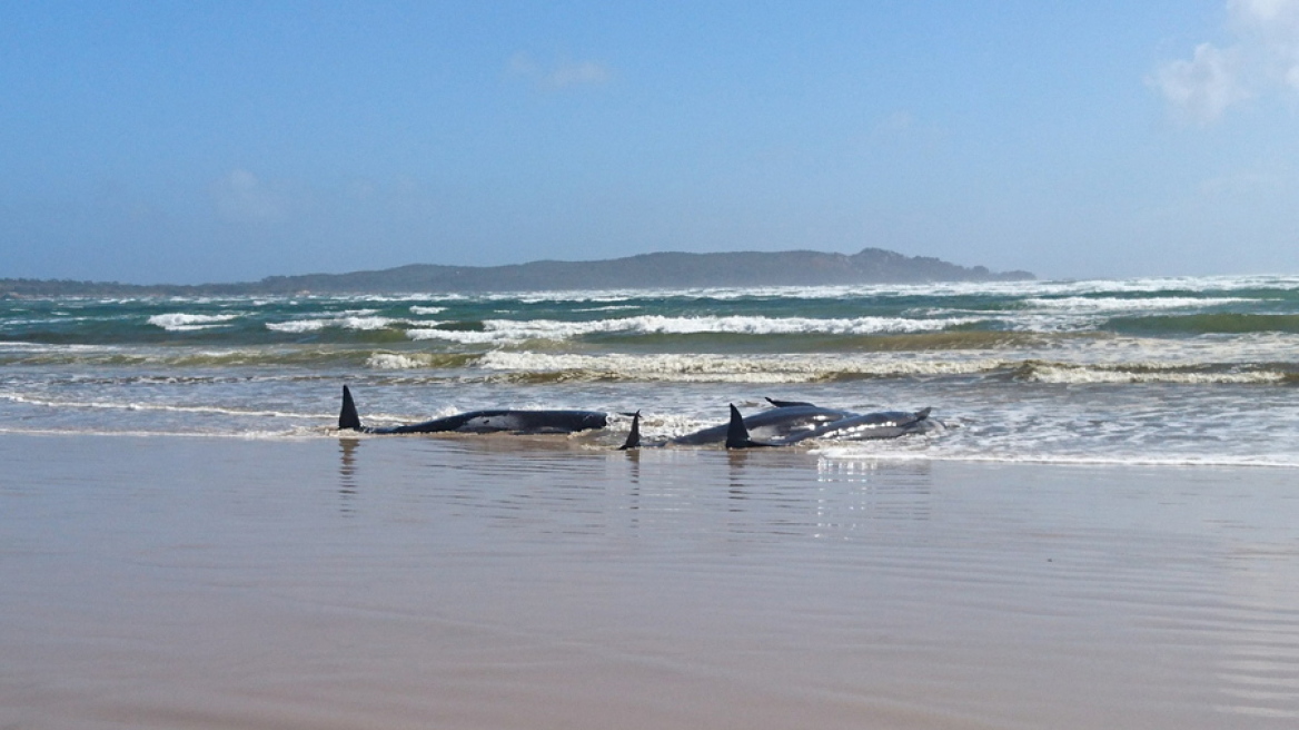 stranded_whales