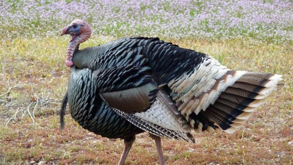 galopoyla-wild-turkey