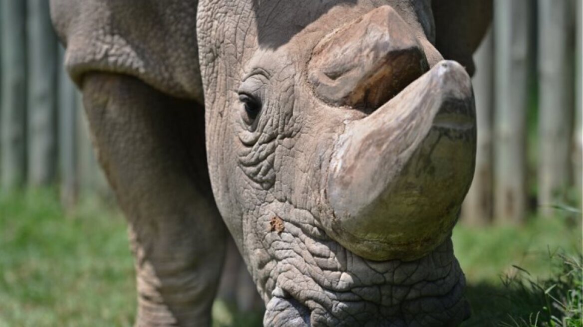 sudan-rhino