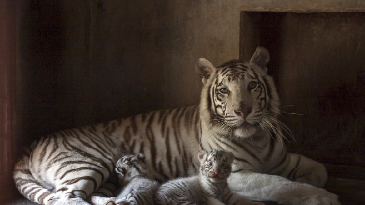 white_tiger_cubs