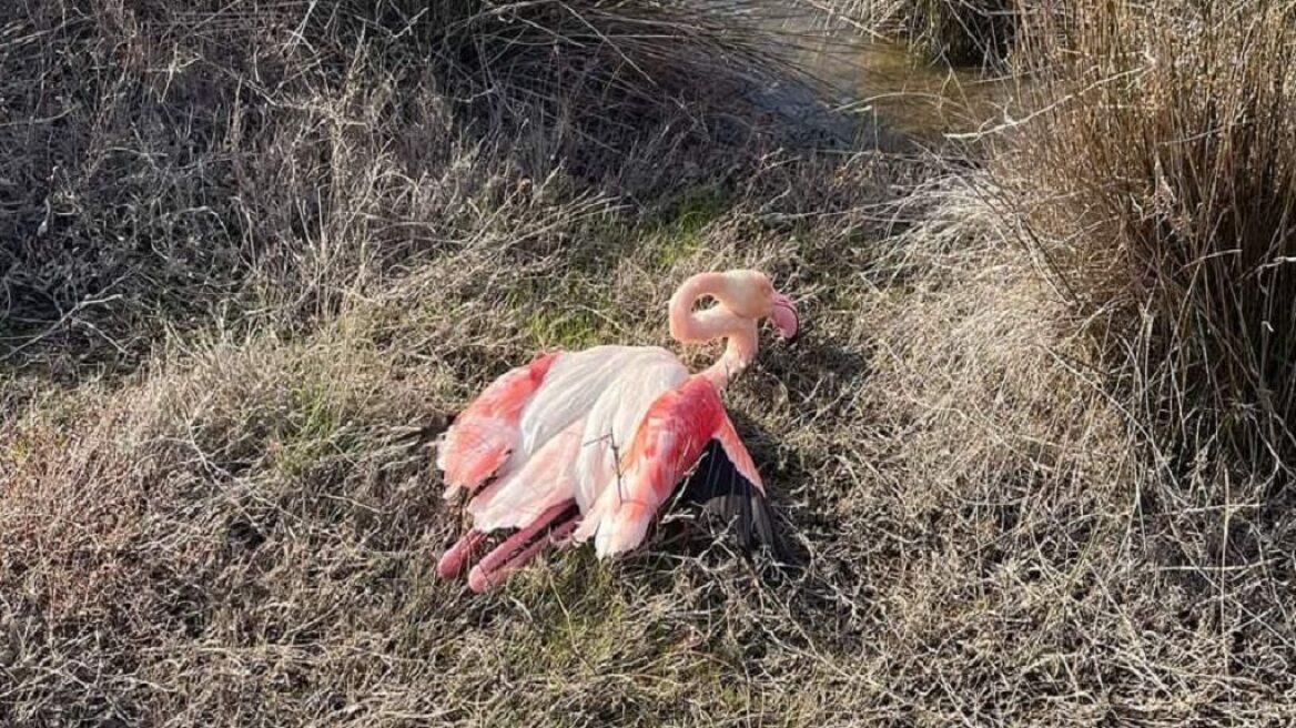 flamingo-3