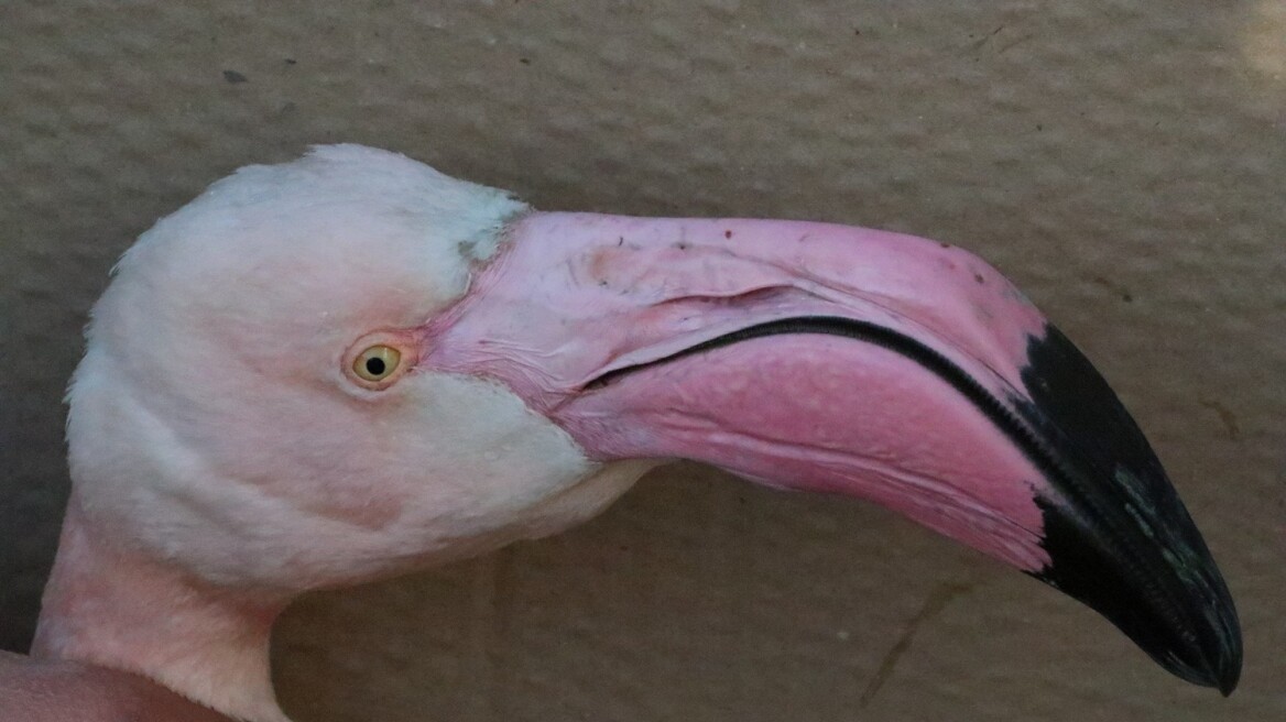 flamingo4