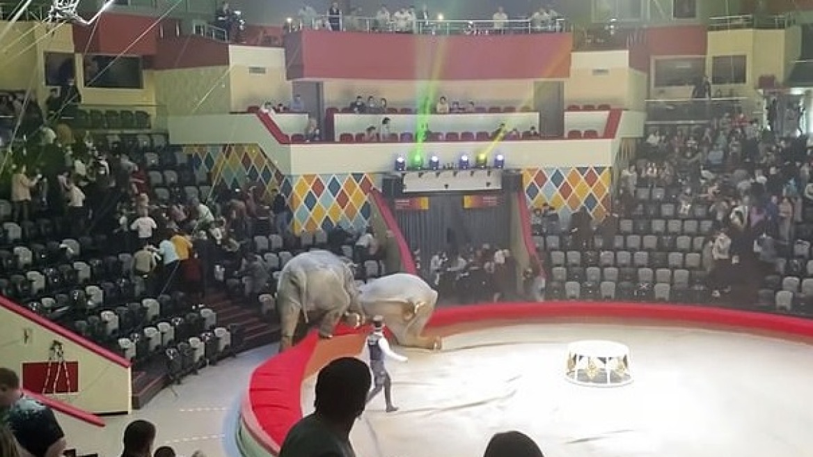 ρωσια_ελεφαντες