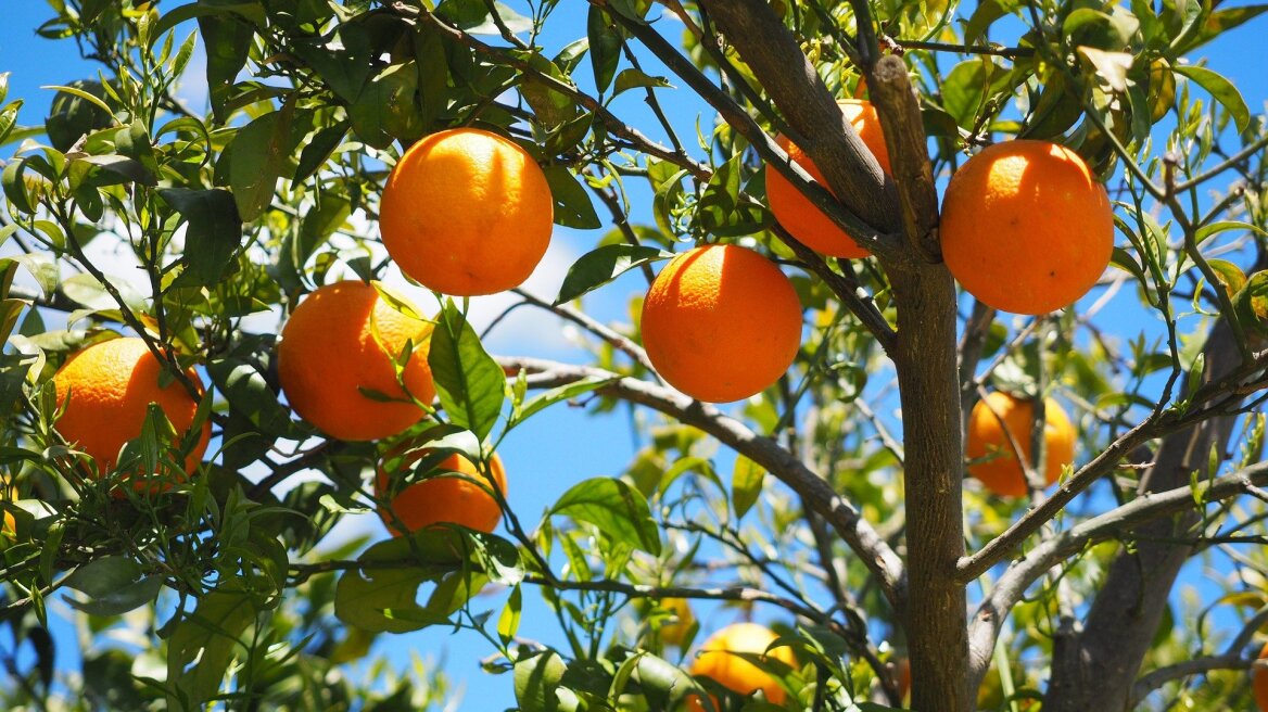 orange_tree