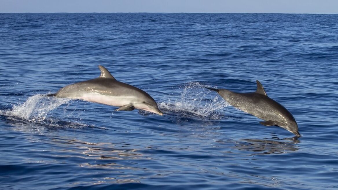 dolphins-pic-sea