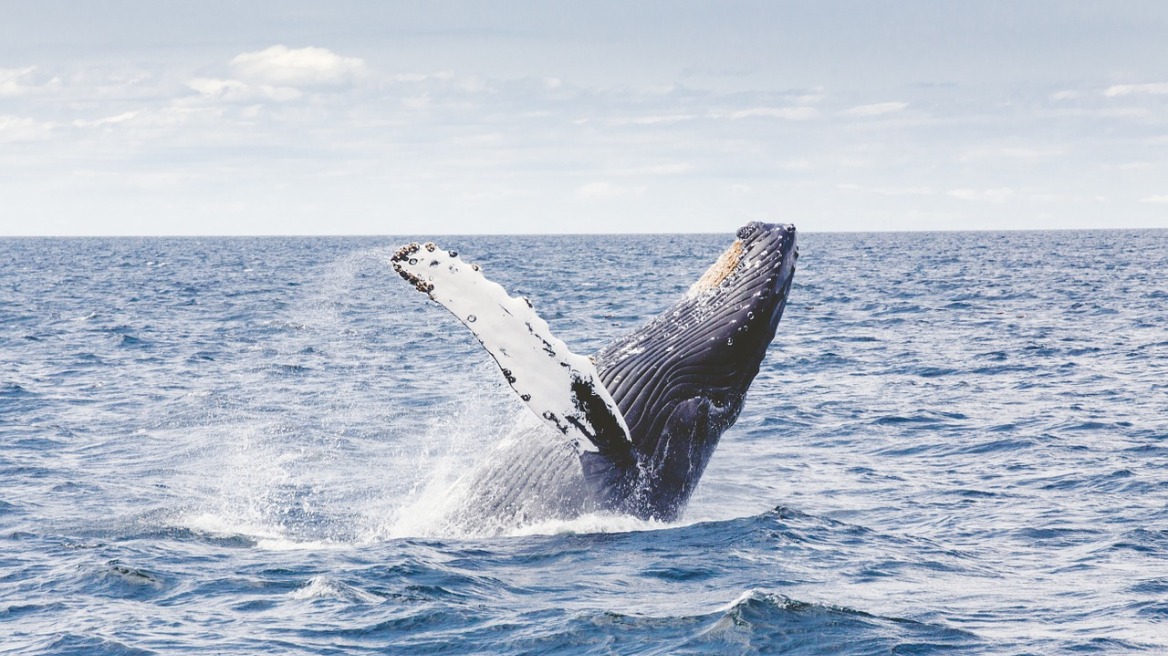 humpback-whale-1209297_1280