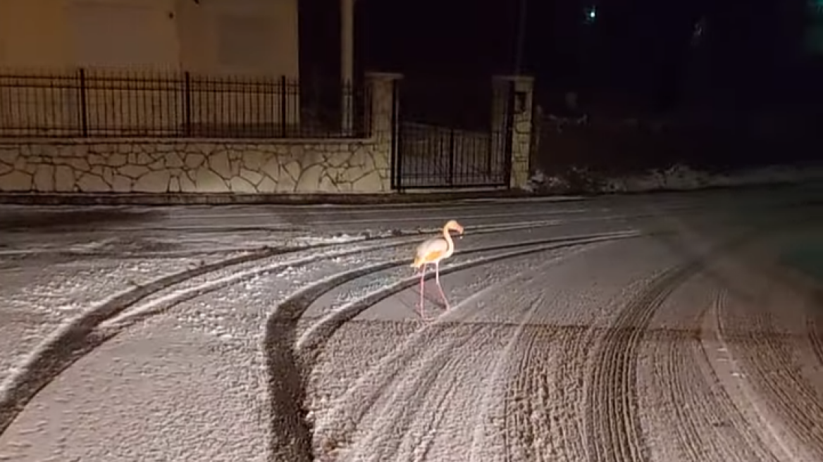 flamingko