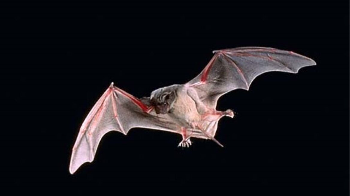 2-brazilian_free-tailed_bat