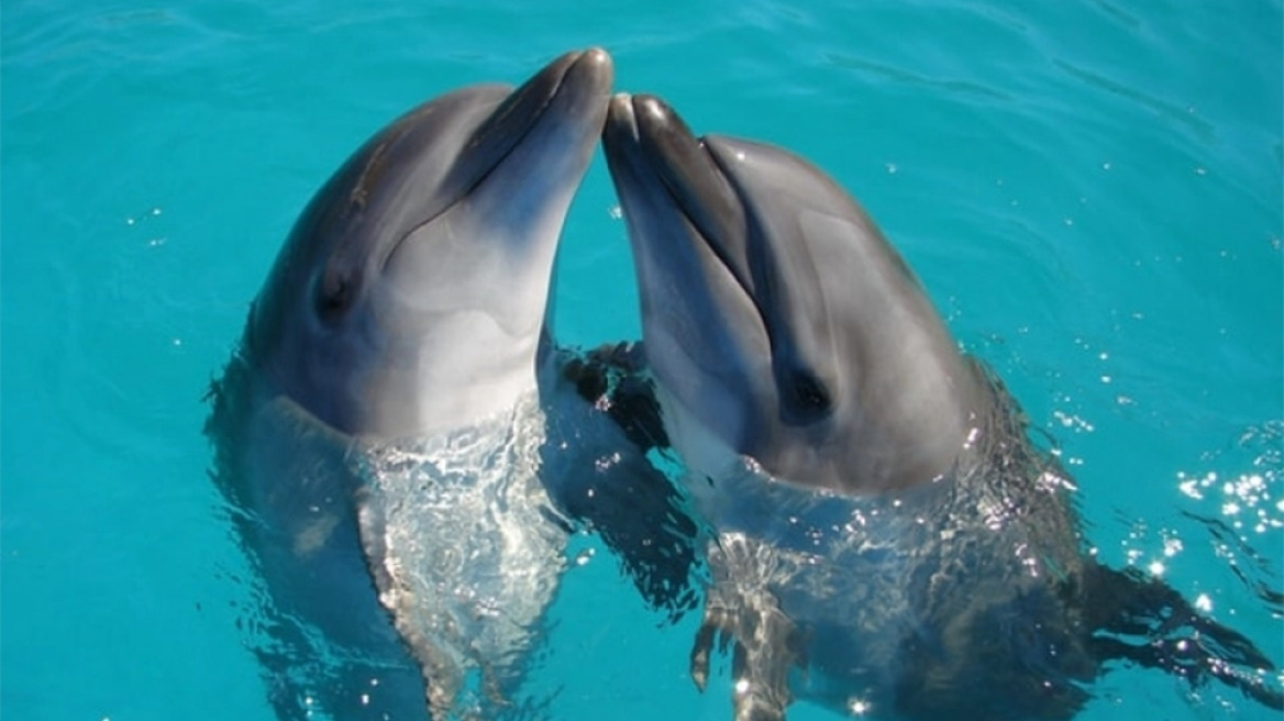 delfinia_