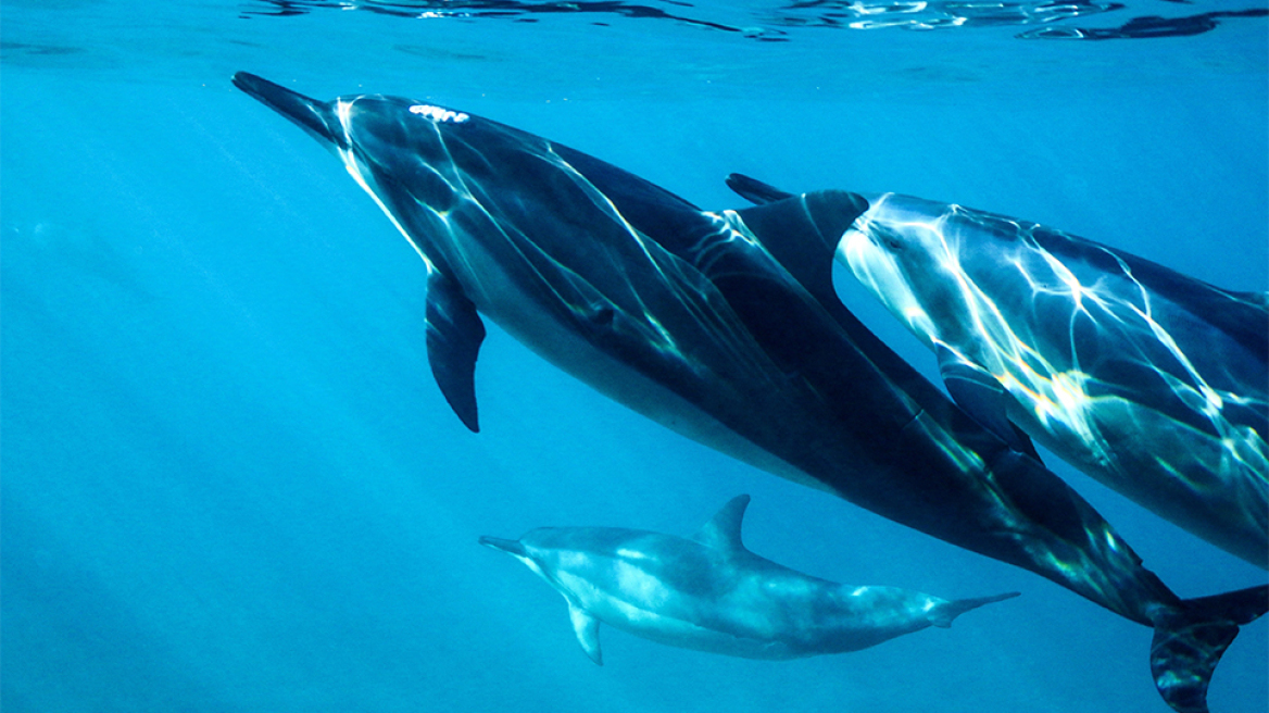 dolphins-sea