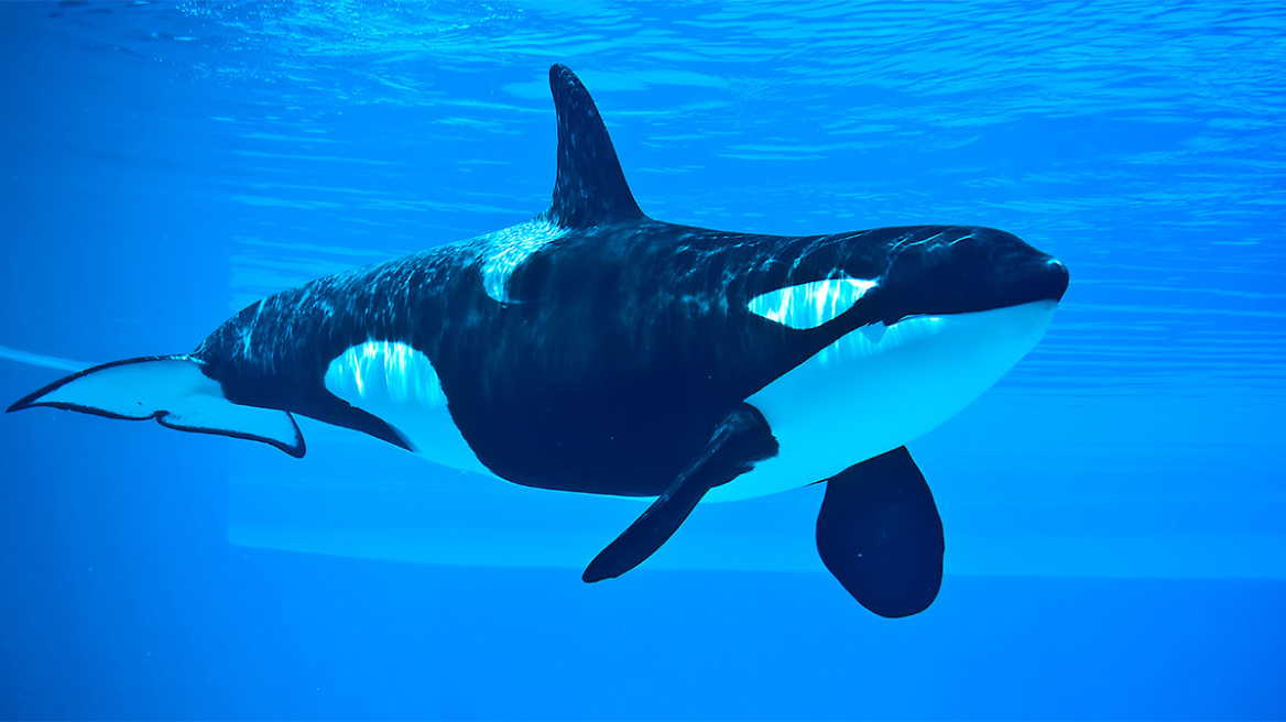 orca-whale3